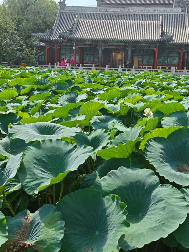 保定美景“蓮漪夏艷”:古蓮花池