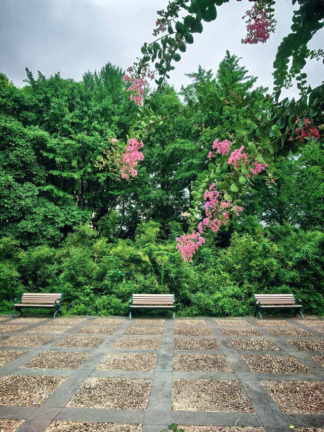 上海青浦夏陽湖畔|紫薇花開的夏日詩篇