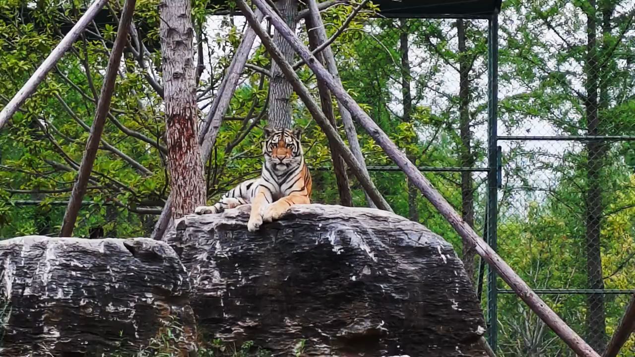 Suqian Zoo, Jiangsu
