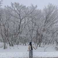 [제주도] 제주도 겨울 필수 여행지 ‘1100고지’