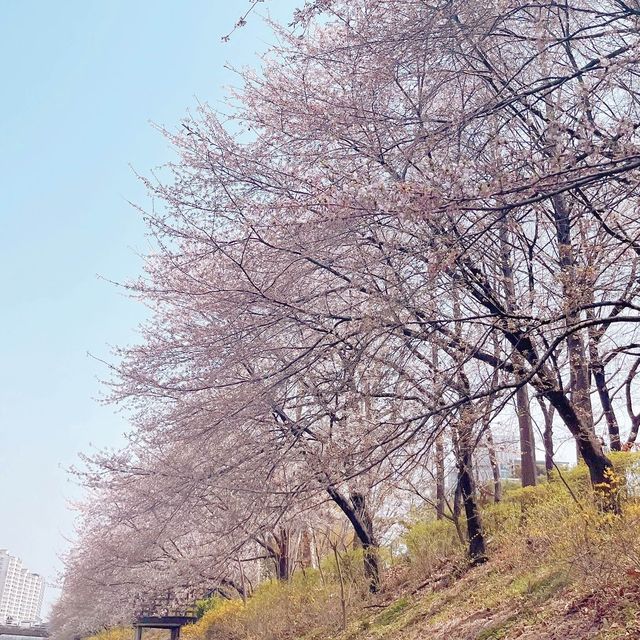 핫한 청리단길 근처 떠오르는 인천 벚꽃🌸명소 굴포공원