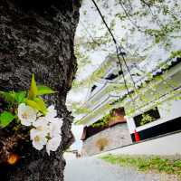 【山形】お城と桜　“上山城“