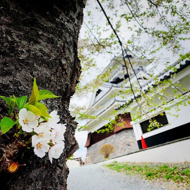 【山形】お城と桜　“上山城“