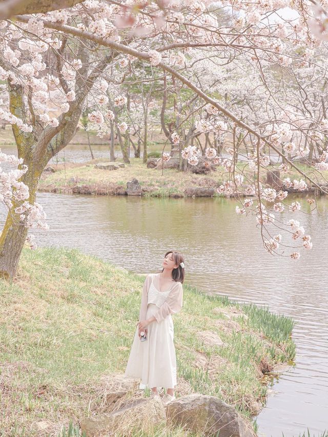 인생사진 가득 남길 수 있는 벚꽃 명소 경주에 있어!✨