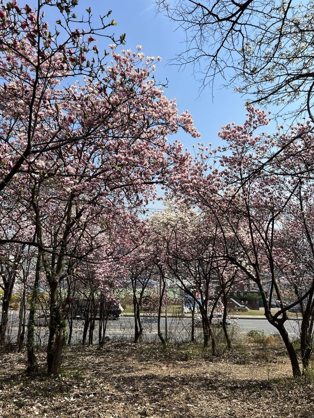 경기광주 비밀의 숲🫢