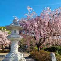 늦었다고 생각 할 때 가야하는 겹벚꽃 성지🌸🌸  [천안 각원사]