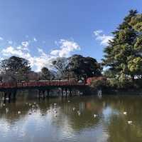 毗鄰東京的中世紀城堡🏯小田原城
