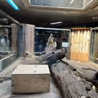 🦅🐙🐊意料之外玩了半天🦧上野動物園🐯🐼🐧