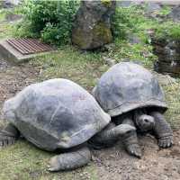 【東京都/伊豆大島】東京都立大島公園動物園