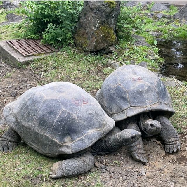 【東京都/伊豆大島】東京都立大島公園動物園