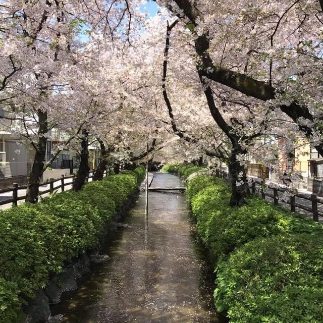 櫻花🌸大爆發👍🏻東京近郊宿河原站