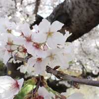新境川　桜並木