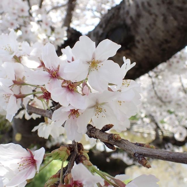 新境川　桜並木