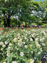 🌹과천 장미축제 - 서울대공원 장미원🌹
