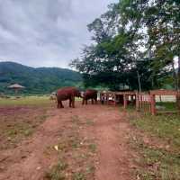 Elephant Nature Park ศูนย์อภิบาลช้าง 🐘