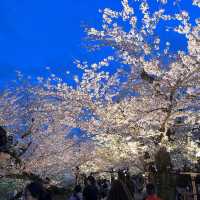 東京最美夜櫻之一🌸 – 千鳥之淵