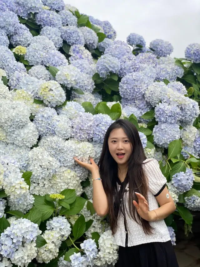 수국이 만개한 카멜리아힐🌸✨