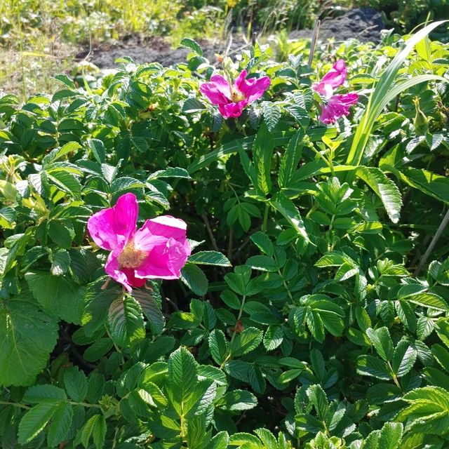 沓形岬公園