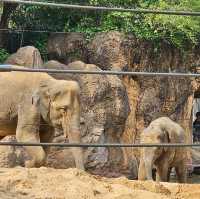 日本最古老最有名的動物園🐘🦒🐼🦌