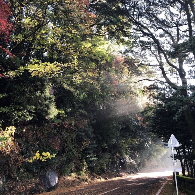 【鹿児島】人生で一度は行くべき‼️神秘的な空気を感じてみては⛩🌿 【鹿児島】人生で一度は行くべき‼️神秘的な空気を感じてみては⛩🌿
