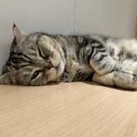 長沙灣🐱🐱cafe