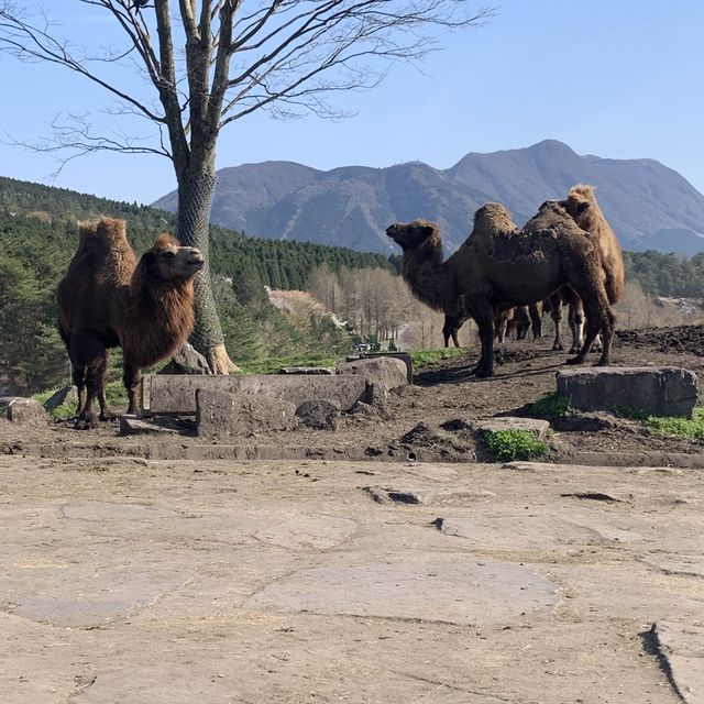 Safari in Japan 