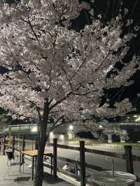 경기도 벚꽃 명소!🌸 핑크 한가득 안양천💐🌼