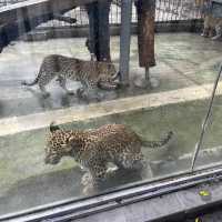 適合一家大細的深圳動物園