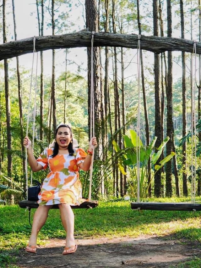 🌲สวนป่าดอยบ่อหลวง จ.เชียงใหม่