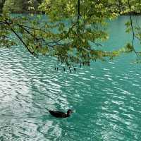 Great walk admidst waterfalls & emerald lakes