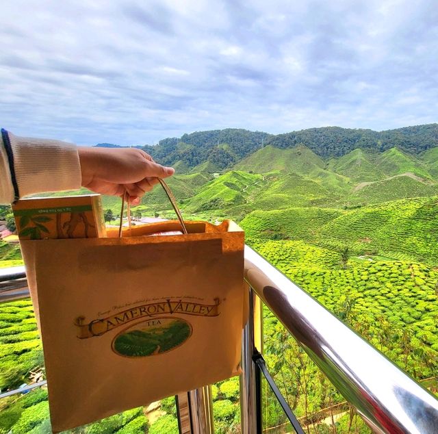 Rolling tea plantation hills in Malaysia