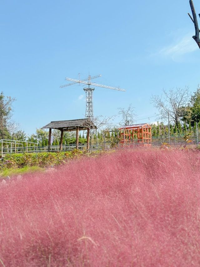 꽃잔치 가득 열린 청주 카페 아르떼 물들이다🌸