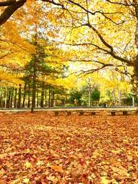北海道　北海道観光　錦秋の札幌　札幌円山公園の紅葉が見頃！