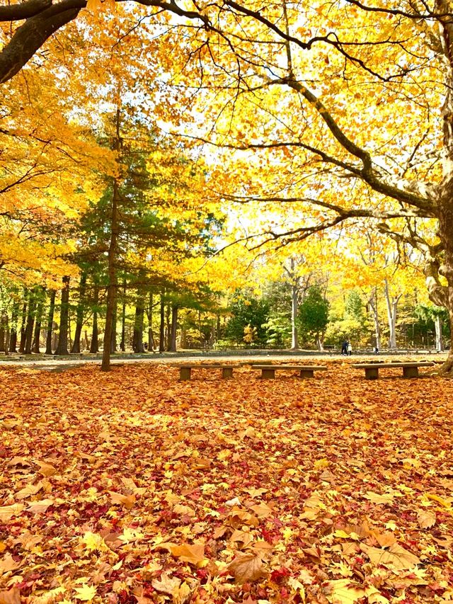 北海道　北海道観光　錦秋の札幌　札幌円山公園の紅葉が見頃！