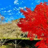 四季桜公園