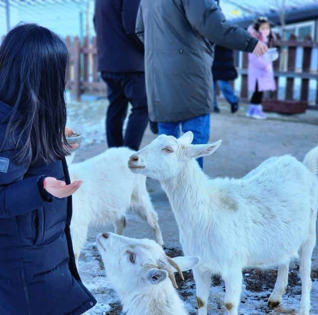 태백 겨울 가볼만한곳 몽토랑산양목장 