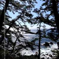 東伊豆「城崎海岸」 飽覽太平洋海岸線 +櫻花 +日本自然景觀