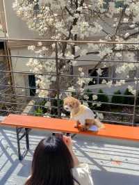 사람 별로 없는 서울 목련뷰 카페 🤍