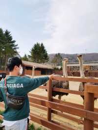 바람이 어마무시! 평창 대관령 삼양목장🐏