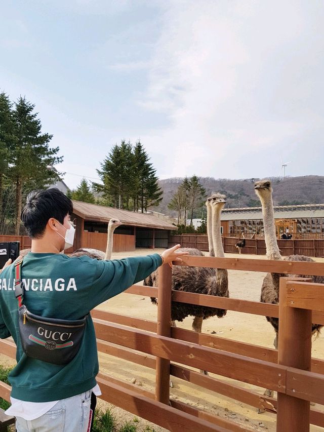 바람이 어마무시! 평창 대관령 삼양목장🐏