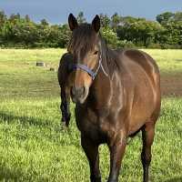 🍊제주 이색숙소 조랑말뷰 숙소 포니제주🐴