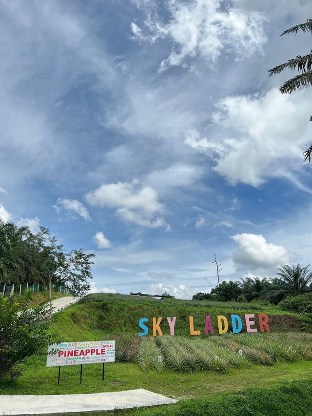 Sky Ladder Pineapple Farm ✨