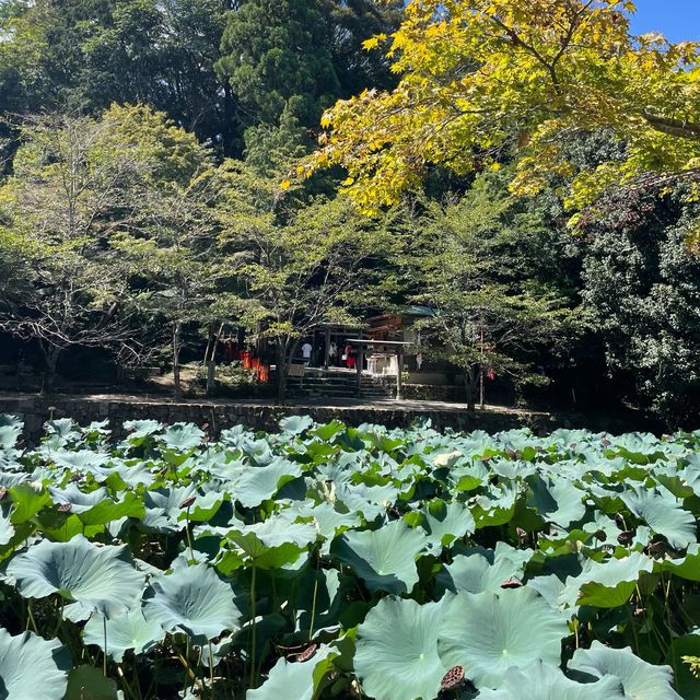 【ペットとお出かけ】小倉山の麓、小倉池をお散歩