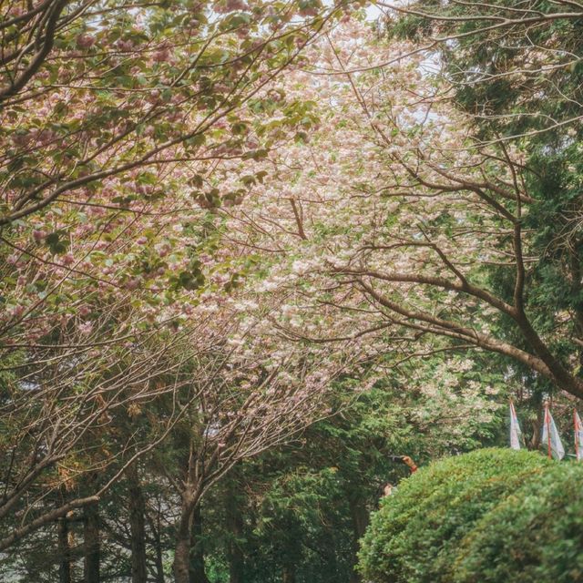 부산 겹벚꽃 언덕이 예쁜 민주공원 