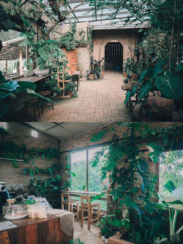 จิบกาแฟบนดอยสูงท่ามกลางดงต้นไม้