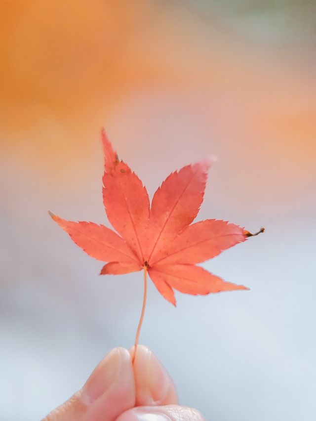 【京都楊谷寺】花手水と紅葉🍁両方楽しめるスポット