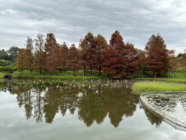 本地遊 | 香港濕地公園 | 季節限定橙紅色落羽松