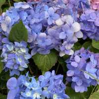 季節限定··沙田好去處