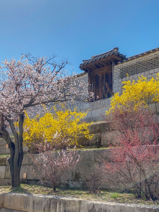 홍매화 백매화 개나리 봄꽃 천국 창경궁❤️