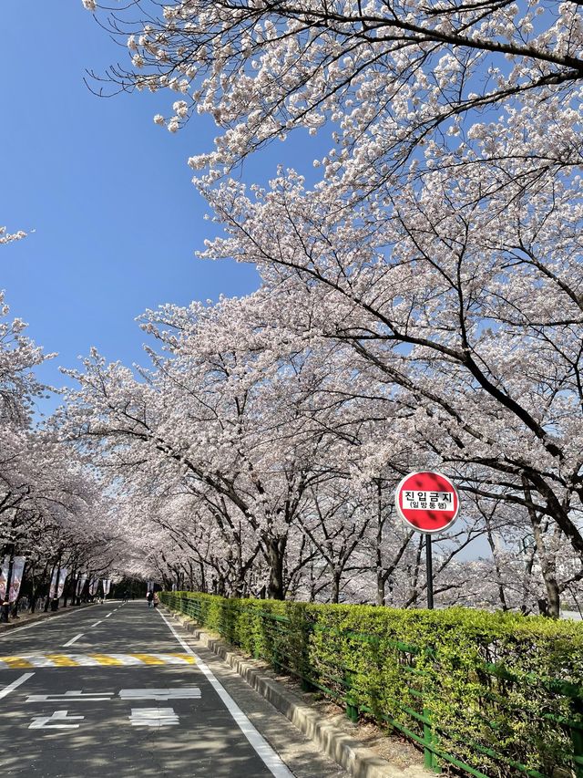 이월드 벚꽃 세상에 초대합니다🌸